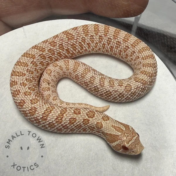 AA Het Axanthic 
