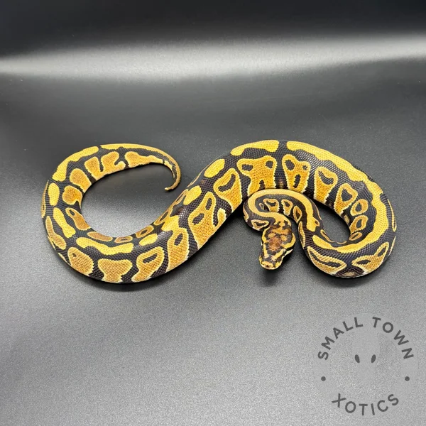 SN TH Monarch Gstripe Clown