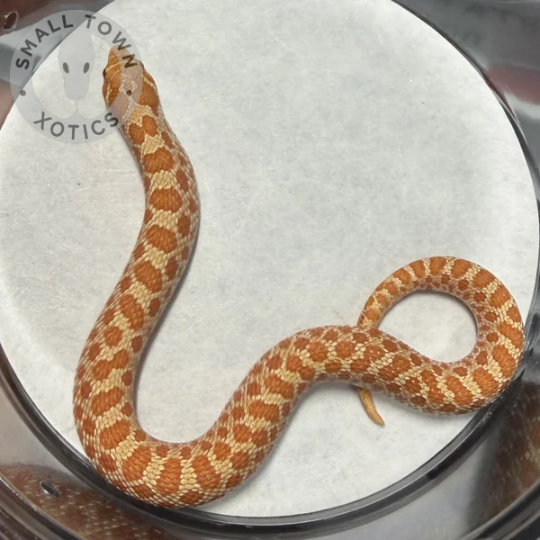Albino (Shadow, Raging Purple)