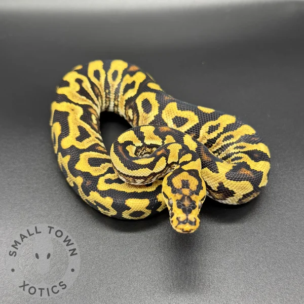 SN YB/G Crypton