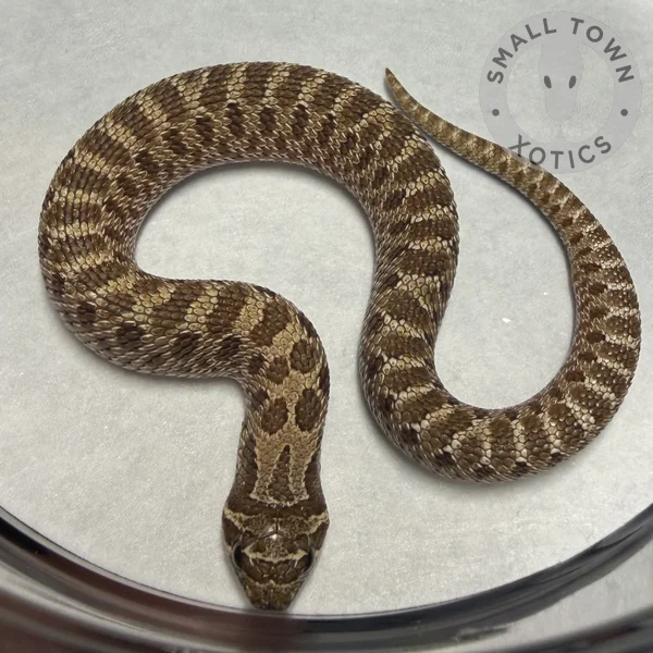 Arctic Het Toffee Belly