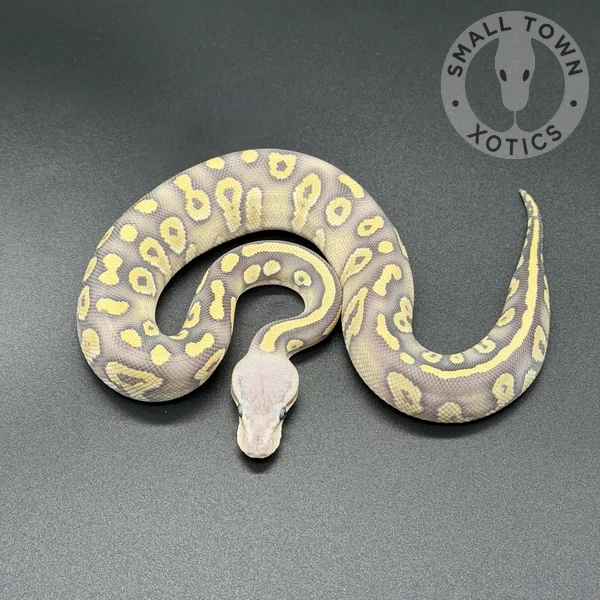 Pastel Mojave Chocolate Hypo (DG)
