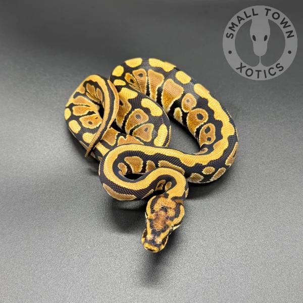 SN TH Monarch Gstripe Clown