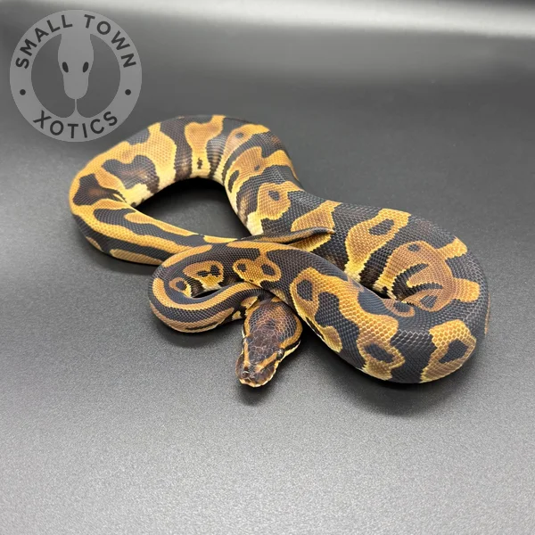 Leo TH Monarch GS Clown