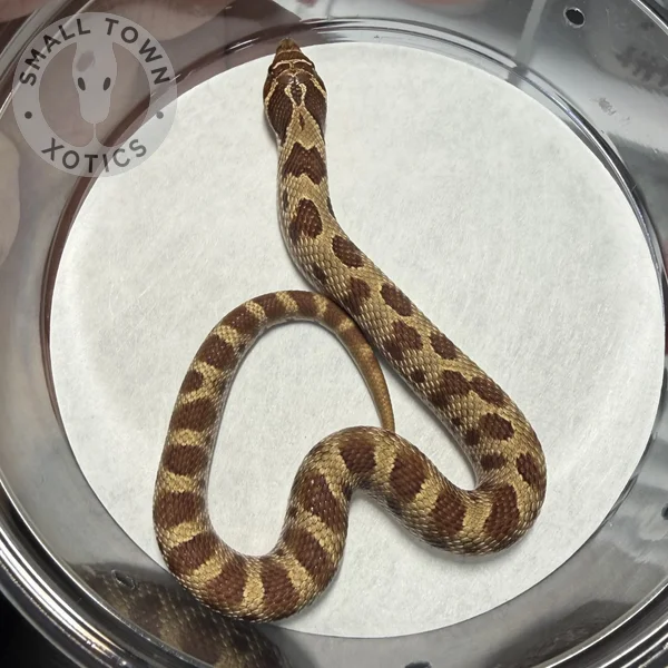 Anaconda