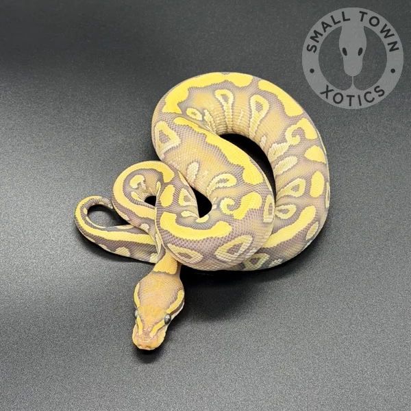Mojave YB Hypo (DG)