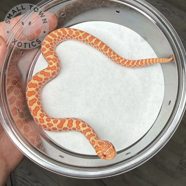 Albino (Shadow, Raging Purple)