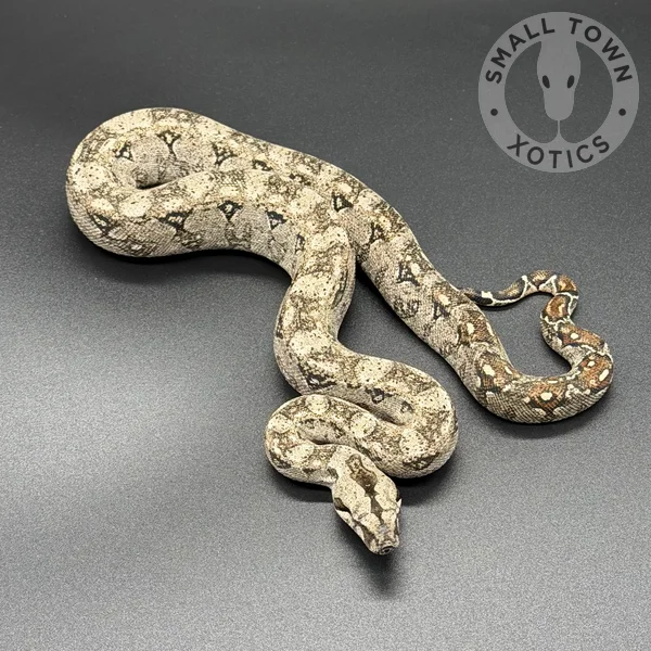 Tarahumara Boa Sigma