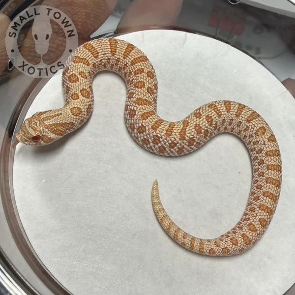AA Het Axanthic 