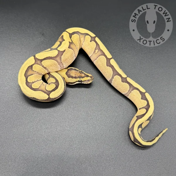 Enchi RS DG