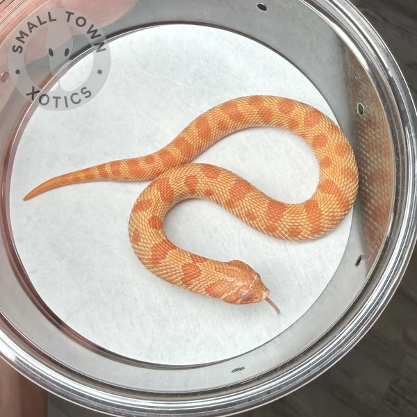 Conda Albino (Shadow, Raging Purple)