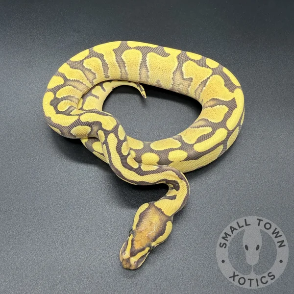 Enchi YB DG Het Hypo