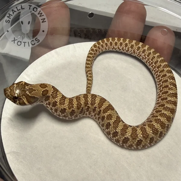 Arctic Het Toffee Belly