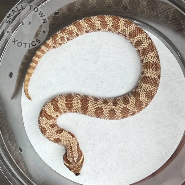Conda Het Snow 66% Sable