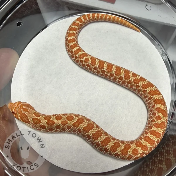 Albino (Shadow, Raging Purple)