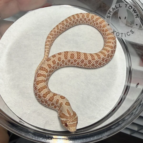 AA Het Axanthic 