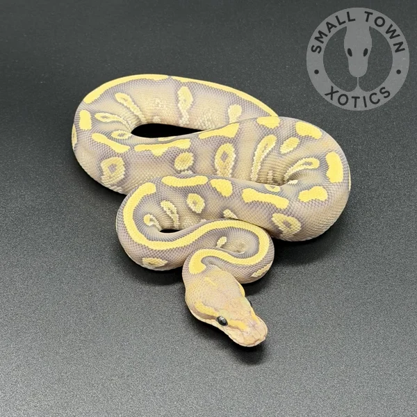 Mojave Chocolate Hypo (DG)