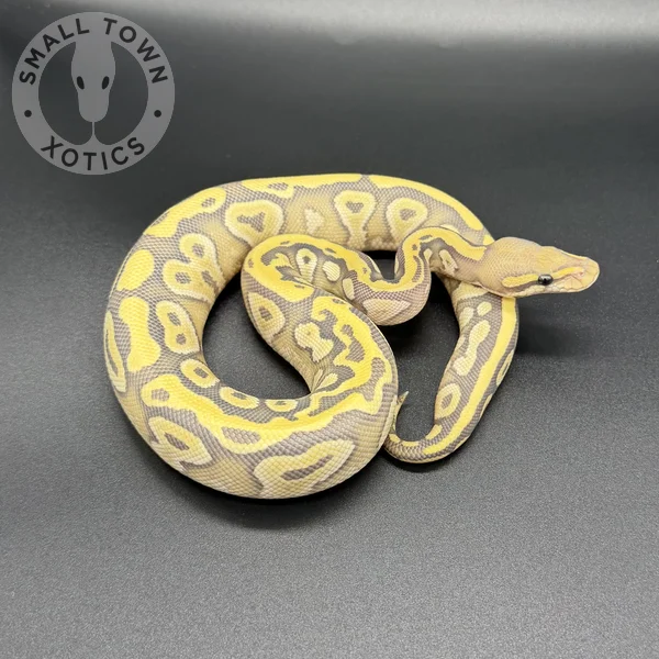 Mojave Hypo DG