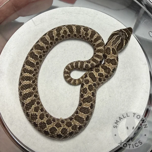 Arctic Het Lav