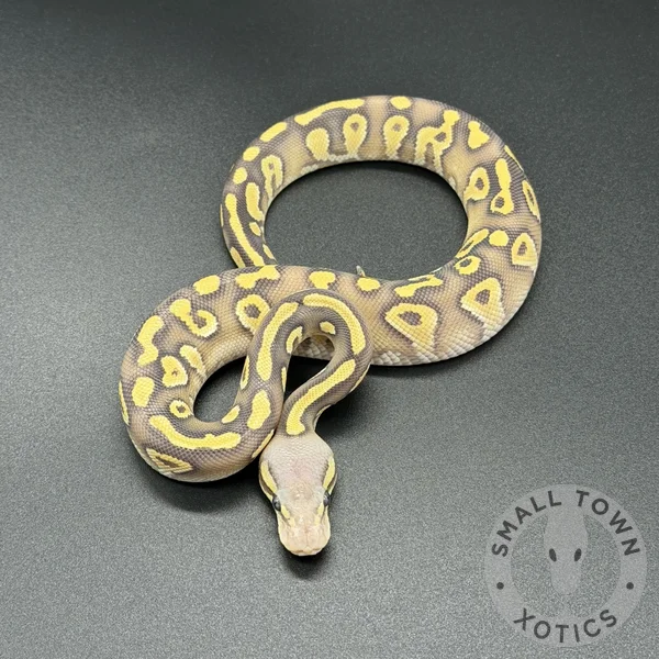 Pastel Chocolate Mojave YB Hypo (DG)