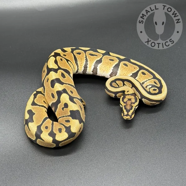 SN DH Monarch Clown