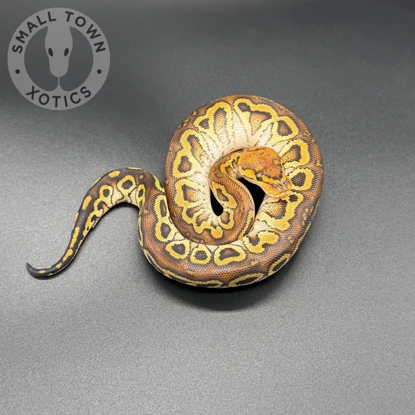 Hurricane RS Clown Het Gstripe