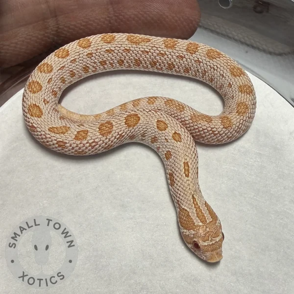 AAA Het Axanthic