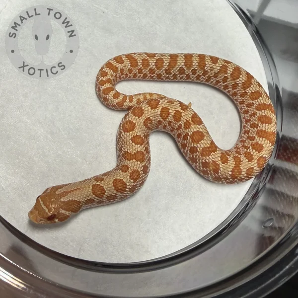 Albino Het Axanthic