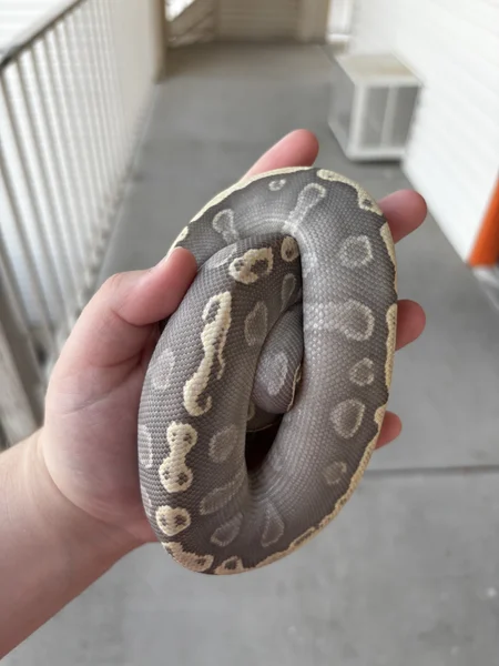 GHI Mojave Hypo DH DG Clown