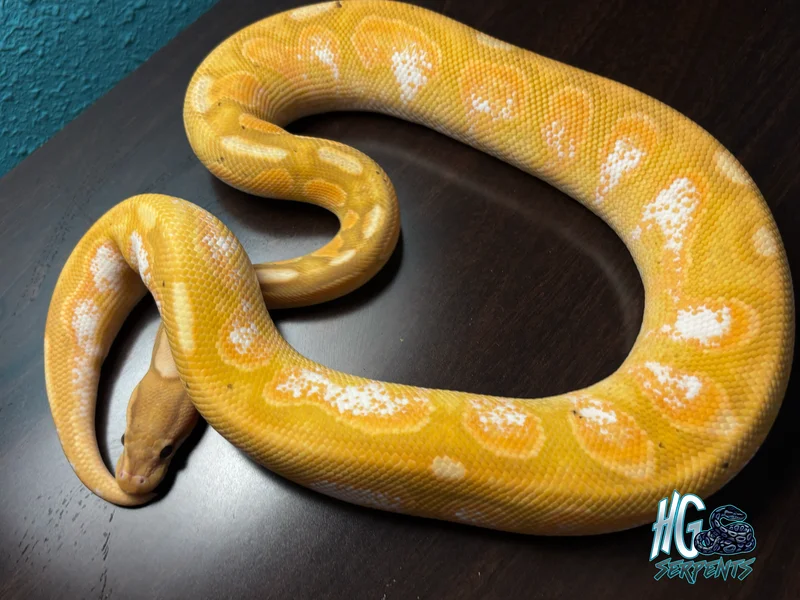 Banana Enchi Cinnamon YB OD Calico