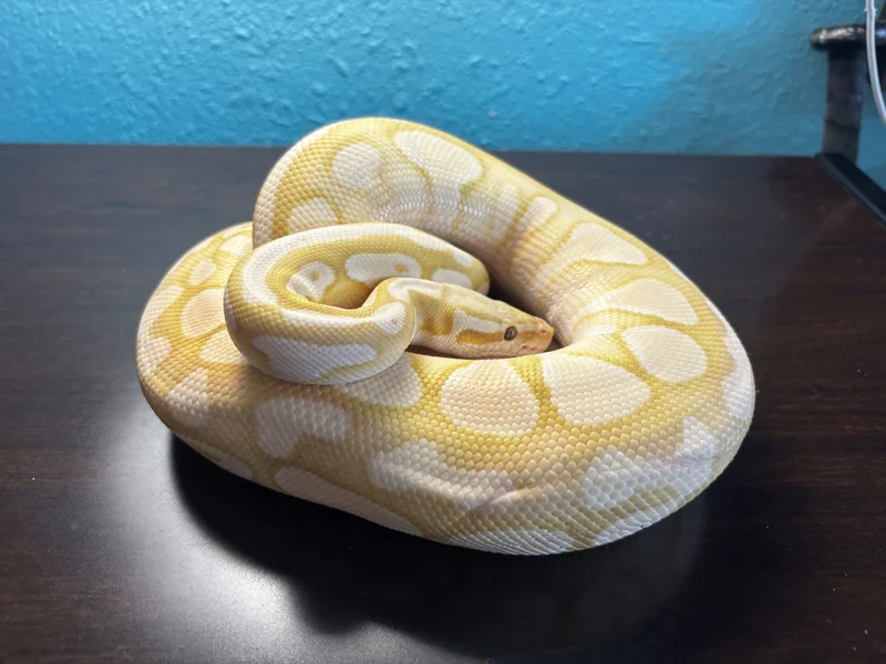 Pastel Lesser Ultramel