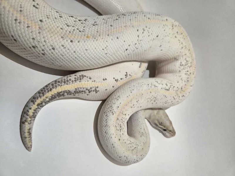 Highway Breeder Female