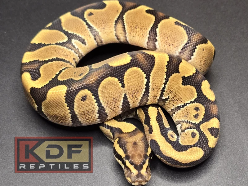 Enchi Vanilla