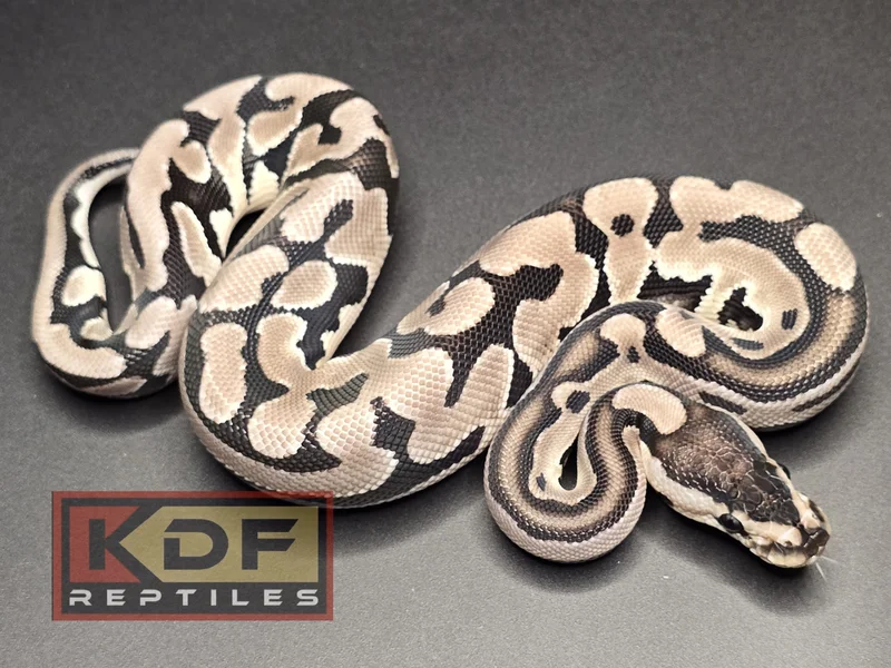 Puzzle VPI Axanthic 2