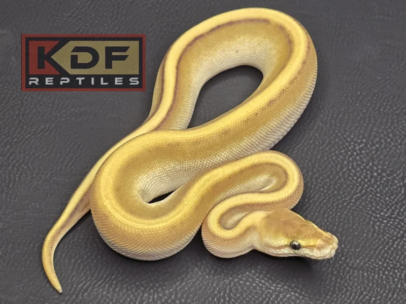 Lesser G-Stripe