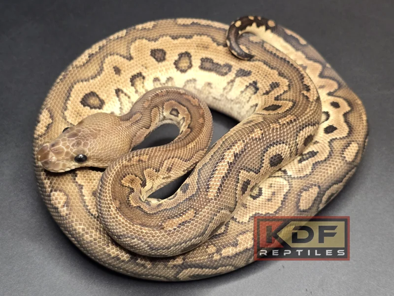 Cinnamon Clown het Puzzle 