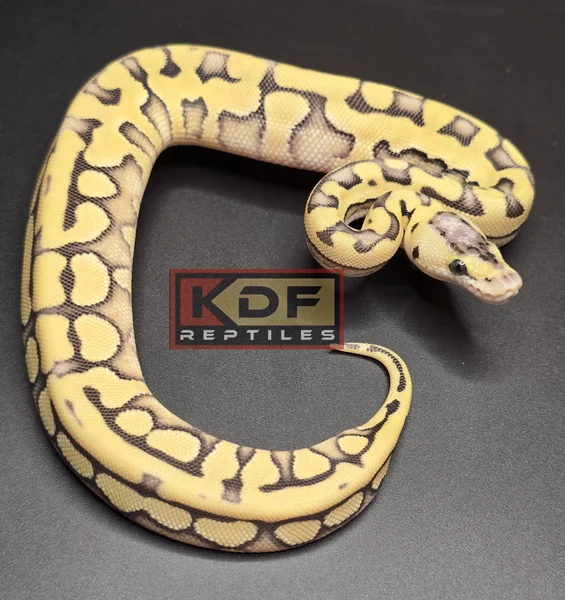 Super Pastel Enchi Puzzle het VPI Axanthic
