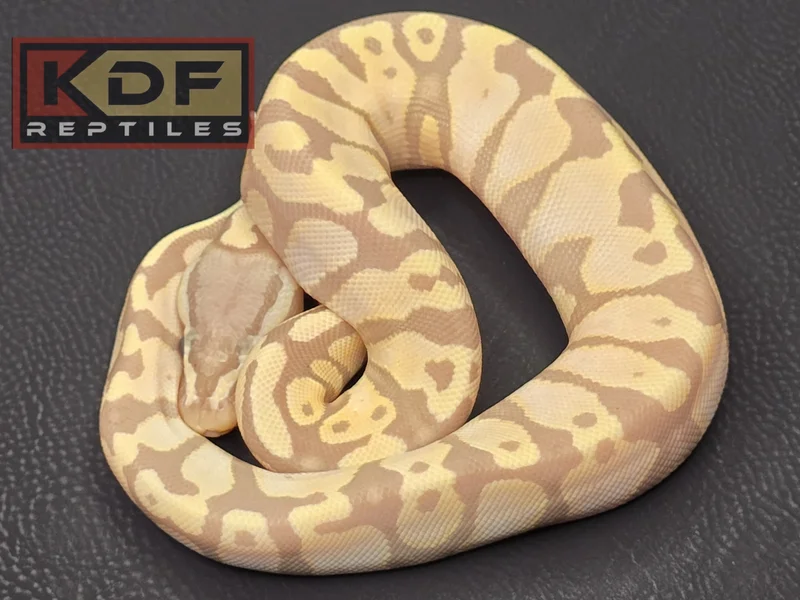 Pastel Coral Glow