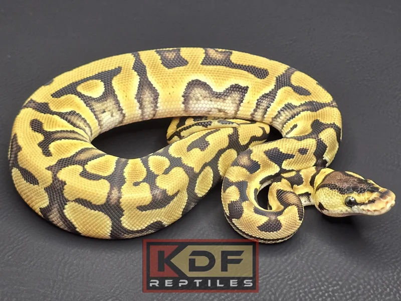Pastel Puzzle het VPI Axanthic