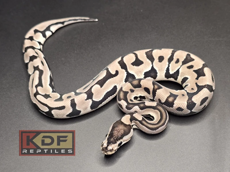 Puzzle VPI Axanthic 1