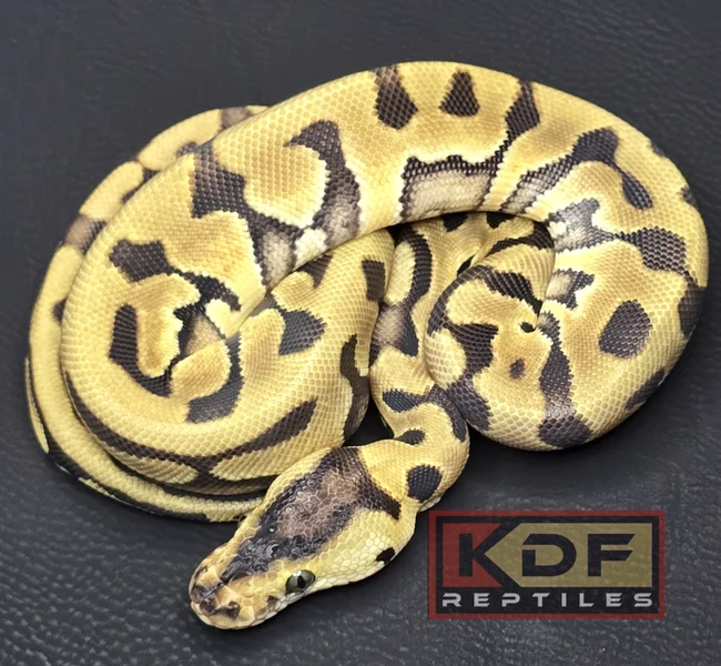 Pastel Enchi Puzzle het VPI Axanthic