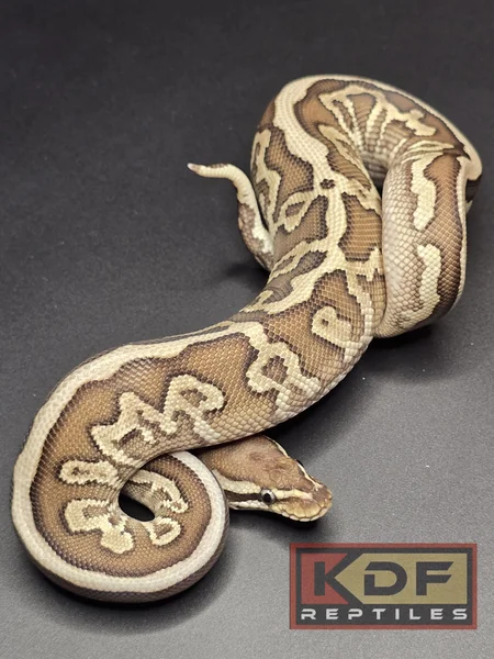 Leopard Lesser Yellowbelly Mirage