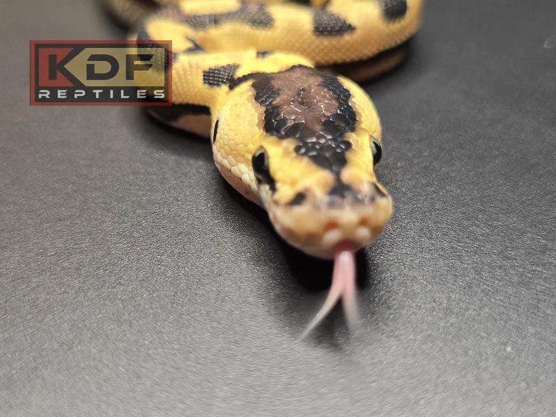 Pastel Enchi Puzzle het VPI Axanthic