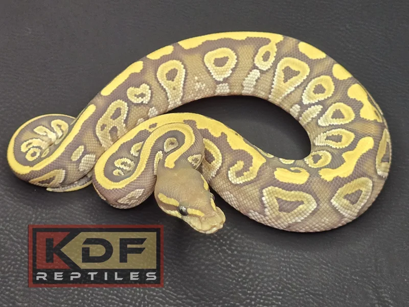 Hypo Mojave 50% het VPI Axanthic