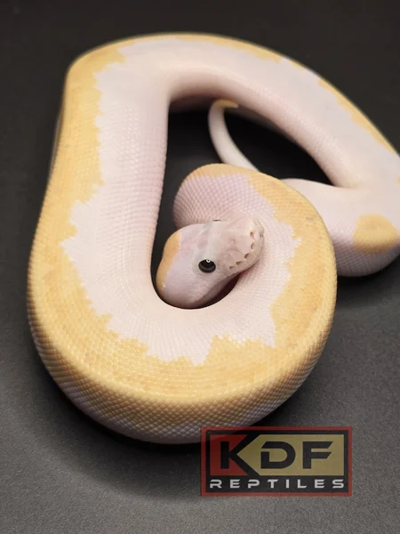 Enchi Orange Dream Super Sulfur