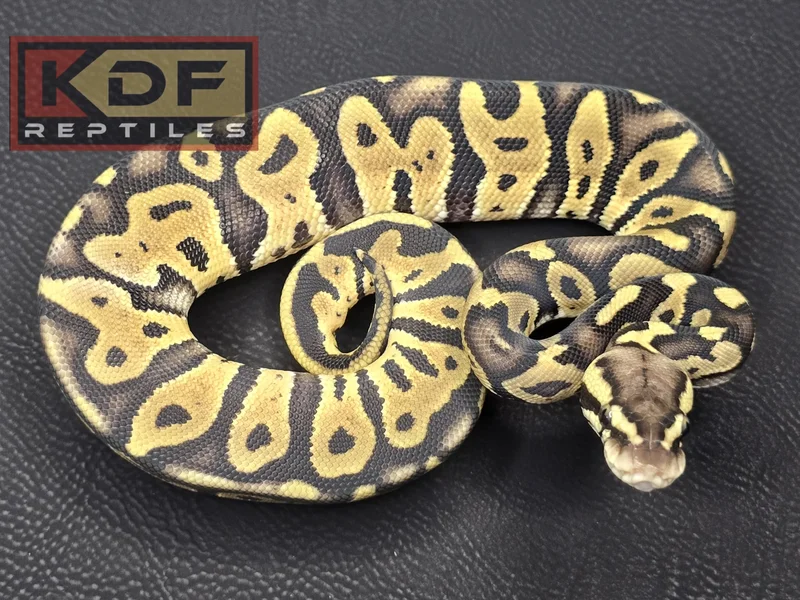 Pastel Leopard het VPI Axanthic