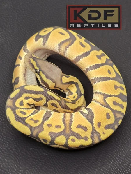 Pastel Hypo Yellowbelly 66% het Puzzle