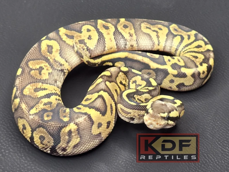 Super Pastel GHI HRA het VPI Axanthic Paradox