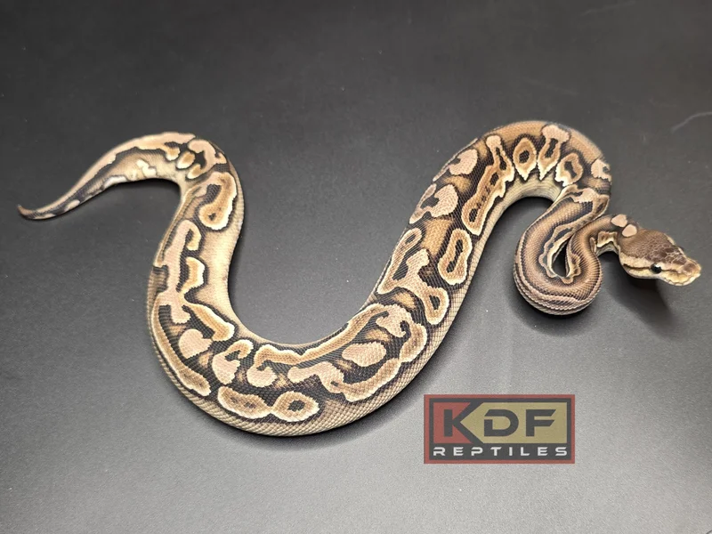 Cinnamon Puzzle poss HRA
