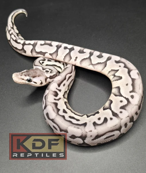 Super Pastel Puzzle VPI Axanthic
